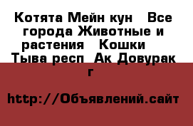 Котята Мейн кун - Все города Животные и растения » Кошки   . Тыва респ.,Ак-Довурак г.